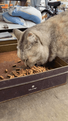 �H�����i